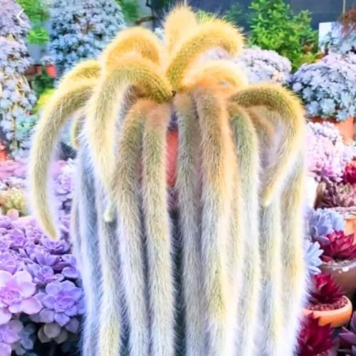 Monkey Tail Cactus Live Plant - Rare Trailing Succulent, Rooted, 3-6 Inch Bareroot for Hanging Baskets