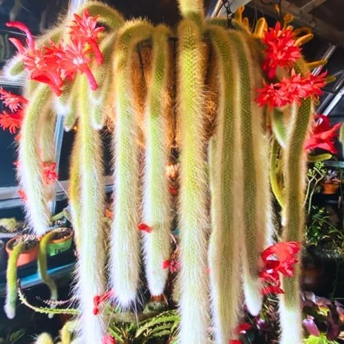 Monkey Tail Cactus Live Plant - Rare Trailing Succulent, Rooted, 3-6 Inch Bareroot for Hanging Baskets