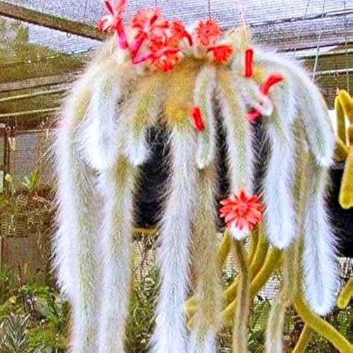 Monkey Tail Cactus Live Plant - Rare Trailing Succulent, Rooted, 3-6 Inch Bareroot for Hanging Baskets