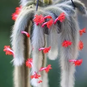 Monkey Tail Cactus Live Plant - Rare Trailing Succulent, Rooted, 3-6 Inch Bareroot for Hanging Baskets