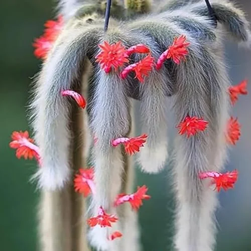Monkey Tail Cactus Live Plant - Rare Trailing Succulent, Rooted, 3-6 Inch Bareroot for Hanging Baskets
