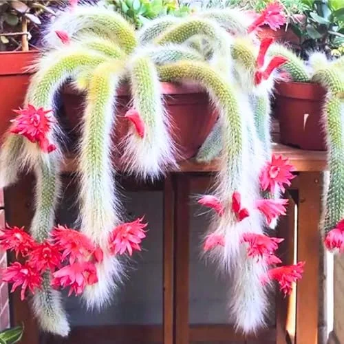 Monkey Tail Cactus Live Plant - Rare Trailing Succulent, Rooted, 3-6 Inch Bareroot for Hanging Baskets