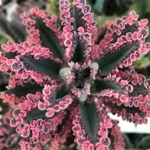Pink Butterfly Kalanchoe Plants Live, 2 Pack, 2 Inch Pot, Succulent Mother of Thousands