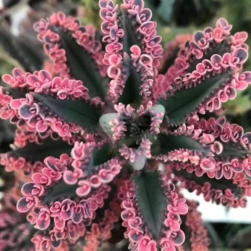 Pink Butterfly Kalanchoe Plants Live, 2 Pack, 2 Inch Pot, Succulent Mother of Thousands