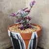 Pink Wandering Jew Live Plant Pink Tradescantia Nanouk Variegated Rare 2 Inch Pot Pink Vine Houseplant Indoor