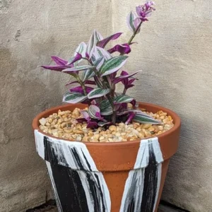 Pink Wandering Jew Live Plant Pink Tradescantia Nanouk Variegated Rare 2 Inch Pot Pink Vine Houseplant Indoor