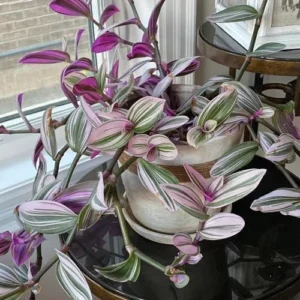 Pink Wandering Jew Live Plant Pink Tradescantia Nanouk Variegated Rare 2 Inch Pot Pink Vine Houseplant Indoor