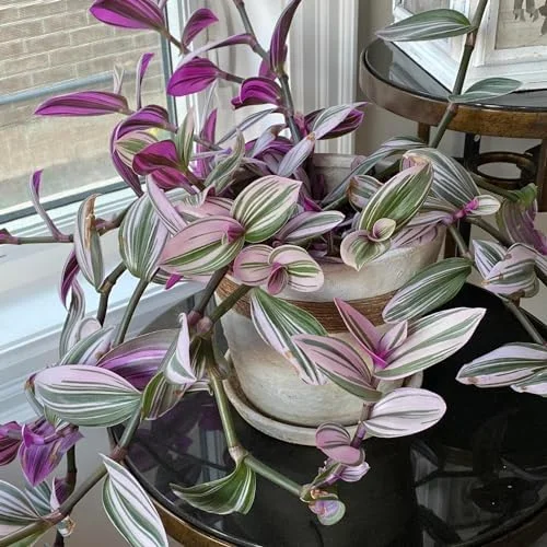 Pink Wandering Jew Live Plant Pink Tradescantia Nanouk Variegated Rare 2 Inch Pot Pink Vine Houseplant Indoor
