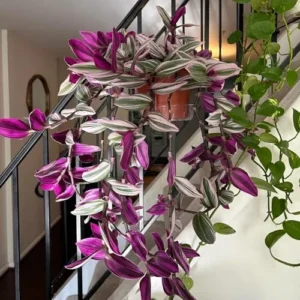 Pink Wandering Jew Live Plant Pink Tradescantia Nanouk Variegated Rare 2 Inch Pot Pink Vine Houseplant Indoor