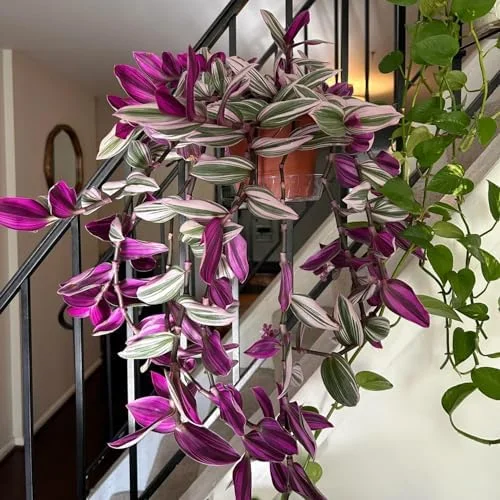 Pink Wandering Jew Live Plant Pink Tradescantia Nanouk Variegated Rare 2 Inch Pot Pink Vine Houseplant Indoor