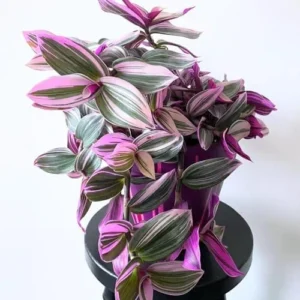 Pink Wandering Jew Live Plant Pink Tradescantia Nanouk Variegated Rare 2 Inch Pot Pink Vine Houseplant Indoor