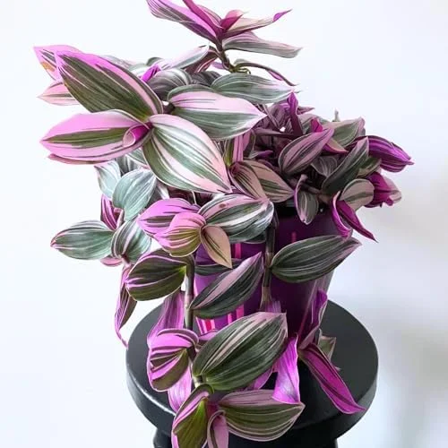 Pink Wandering Jew Live Plant Pink Tradescantia Nanouk Variegated Rare 2 Inch Pot Pink Vine Houseplant Indoor