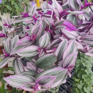 Pink Wandering Jew Live Plant Pink Tradescantia Nanouk Variegated Rare 2 Inch Pot Pink Vine Houseplant Indoor