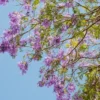 Purple Jacaranda Mimosifolia Tree Live Plant 7-12" Tall Outdoor Growing