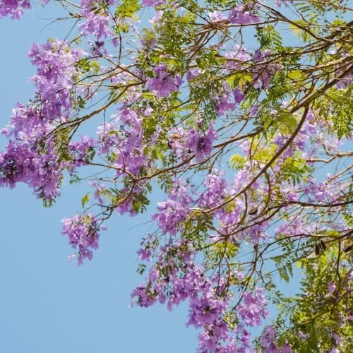 Purple Jacaranda Mimosifolia Tree Live Plant 7-12" Tall Outdoor Growing