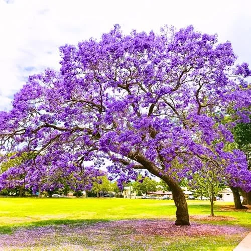 Purple Jacaranda Mimosifolia Tree Live Plant 7-12" Tall Outdoor Growing