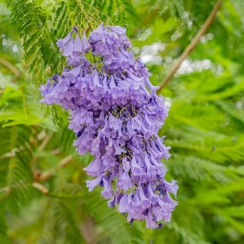 Purple Jacaranda Mimosifolia Tree Live Plant 7-12" Tall Outdoor Growing