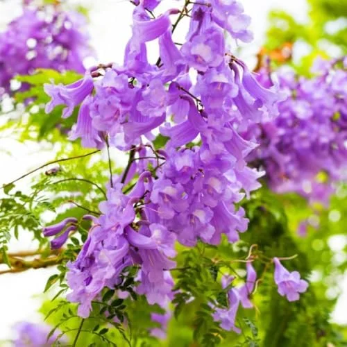 Purple Jacaranda Mimosifolia Tree Live Plant 7-12" Tall Outdoor Growing