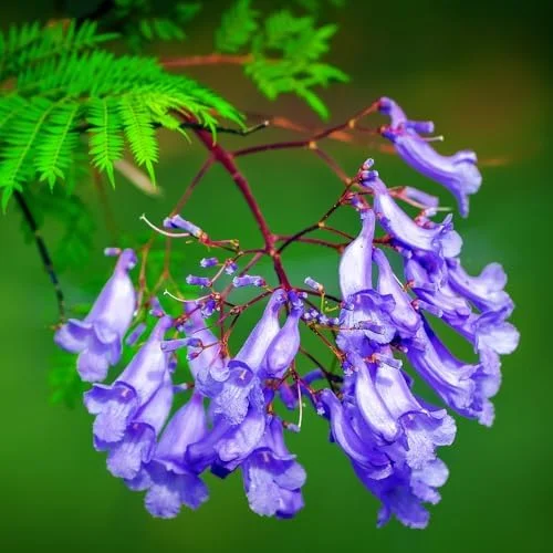 Purple Jacaranda Mimosifolia Tree Live Plant 7-12" Tall Outdoor Growing