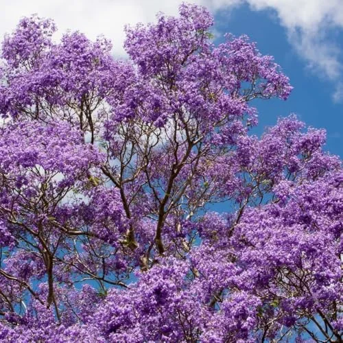 Purple Jacaranda Mimosifolia Tree Live Plant 7-12" Tall Outdoor Growing