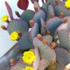 Purple Prickly Pear Cactus Live Plant, 3-5 Inch Tall, 3 Inch Pot, Drought Tolerant