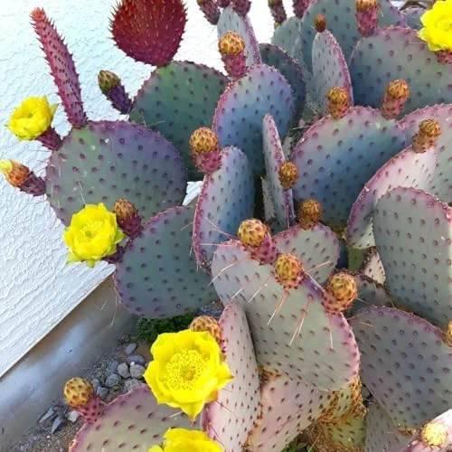 Purple Prickly Pear Cactus Live Plant, 3-5 Inch Tall, 3 Inch Pot, Drought Tolerant