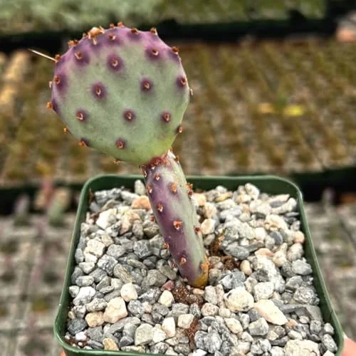 Purple Prickly Pear Cactus Live Plant, 3-5 Inch Tall, 3 Inch Pot, Drought Tolerant