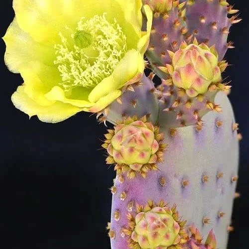 Purple Prickly Pear Cactus Live Plant, 3-5 Inch Tall, 3 Inch Pot, Drought Tolerant