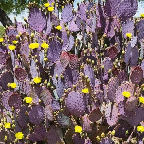 Purple Prickly Pear Cactus Live Plant, 3-5 Inch Tall, 3 Inch Pot, Drought Tolerant