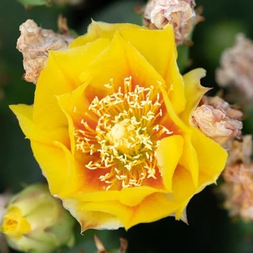 Purple Prickly Pear Cactus Live Plant, 3-5 Inch Tall, 3 Inch Pot, Drought Tolerant