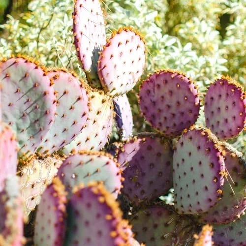 Purple Prickly Pear Cactus Live Plant, 3-5 Inch Tall, 3 Inch Pot, Drought Tolerant