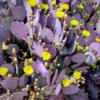 Purple Prickly Pear Cactus Plant Live Potted 3-5 Inch Tall Succulent Purple