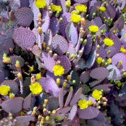 Purple Prickly Pear Cactus Plant Live Potted 3-5 Inch Tall Succulent Purple