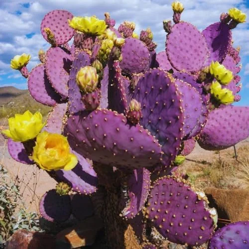 Purple Prickly Pear Cactus Plant Live Potted 3-5 Inch Tall Succulent Purple