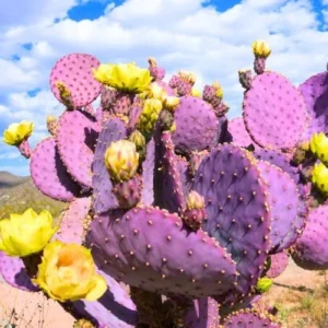 Purple Prickly Pear Cactus Plant Live Potted 3-5 Inch Tall Succulent Purple