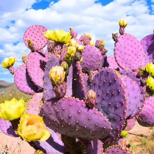 Purple Prickly Pear Cactus Plant Live Potted 3-5 Inch Tall Succulent Purple