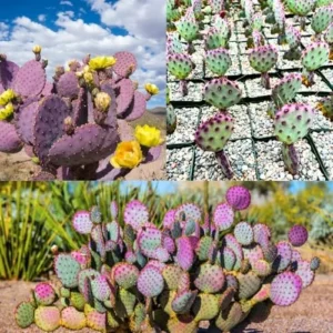 Purple Prickly Pear Cactus Plant Live Potted 3-5 Inch Tall Succulent Purple
