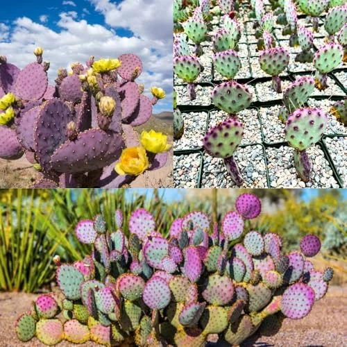 Purple Prickly Pear Cactus Plant Live Potted 3-5 Inch Tall Succulent Purple