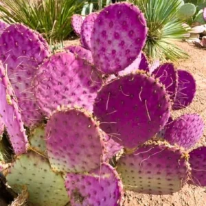 Purple Prickly Pear Cactus Plant Live Potted 3-5 Inch Tall Succulent Purple