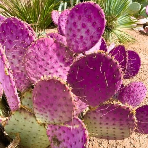 Purple Prickly Pear Cactus Plant Live Potted 3-5 Inch Tall Succulent Purple