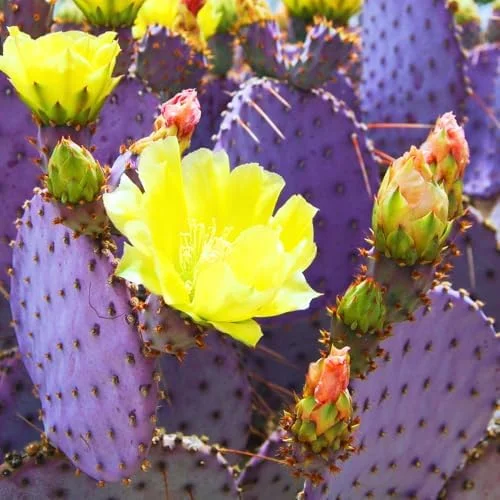 Purple Prickly Pear Cactus Plant Live in 3 Inch Pot - Drought Tolerant Succulent