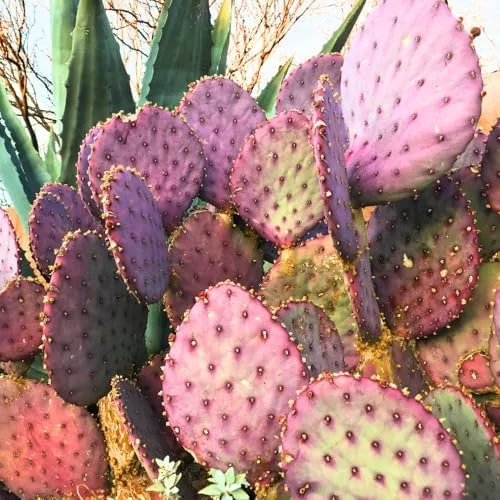 Purple Prickly Pear Cactus Plant Live in 3 Inch Pot - Drought Tolerant Succulent