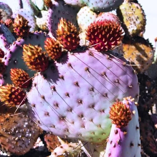 Purple Prickly Pear Cactus Plant Live in 3 Inch Pot - Drought Tolerant Succulent