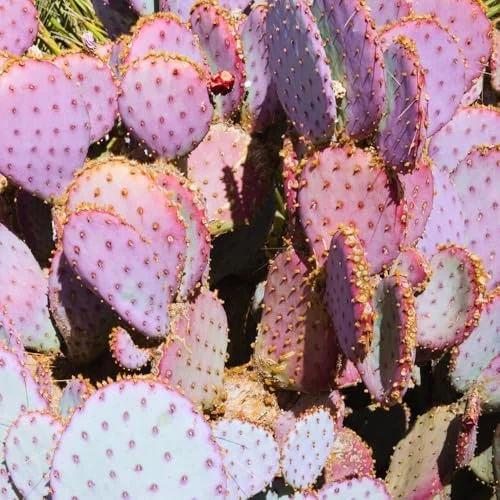 Purple Prickly Pear Cactus Plant Live in 3 Inch Pot - Drought Tolerant Succulent