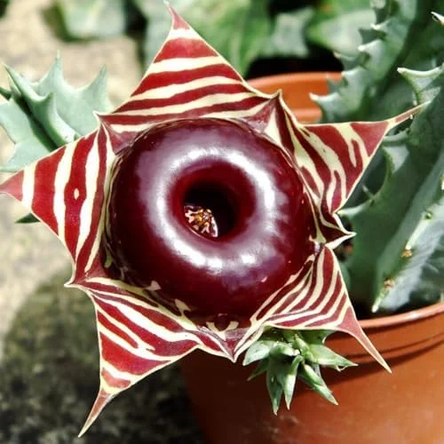 Starfish Cactus Plant Trailing Succulent 2 inch Pot Ornamental Houseplant for Hanging Basket