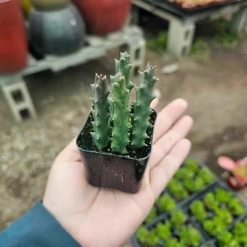 Starfish Cactus Plant Trailing Succulent 2 inch Pot Ornamental Houseplant for Hanging Basket