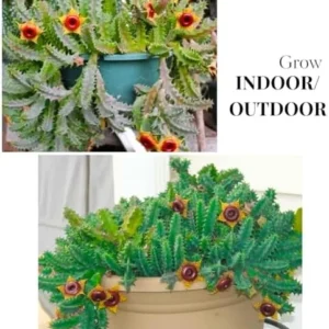 Starfish Cactus Plant Trailing Succulent 2 inch Pot Ornamental Houseplant for Hanging Basket