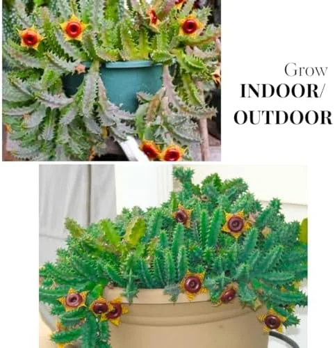 Starfish Cactus Plant Trailing Succulent 2 inch Pot Ornamental Houseplant for Hanging Basket