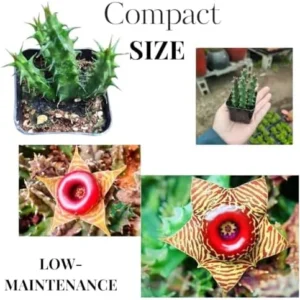 Starfish Cactus Plant Trailing Succulent 2 inch Pot Ornamental Houseplant for Hanging Basket
