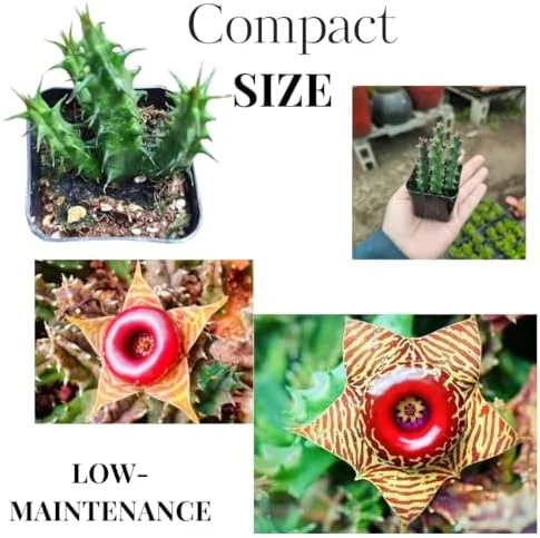 Starfish Cactus Plant Trailing Succulent 2 inch Pot Ornamental Houseplant for Hanging Basket